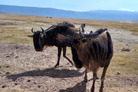 3 dni Park Narodowy Lake Manyara i krater Ngorongoro
