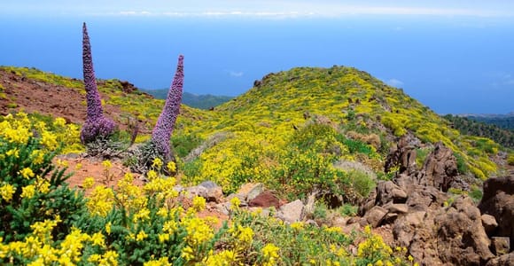 La Palma: Guided Trekking Tour to El Roque de los Muchachos