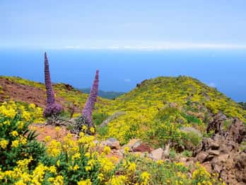 La Palma: Guided Trekking Tour to El Roque de los Muchachos