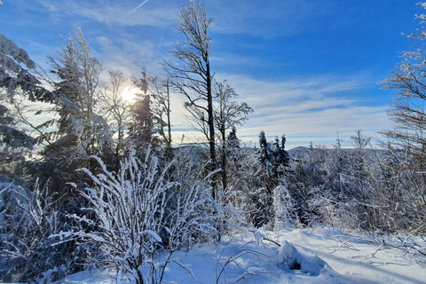 Mount Arber: guidad tur med snöskor i den bayerska skogen