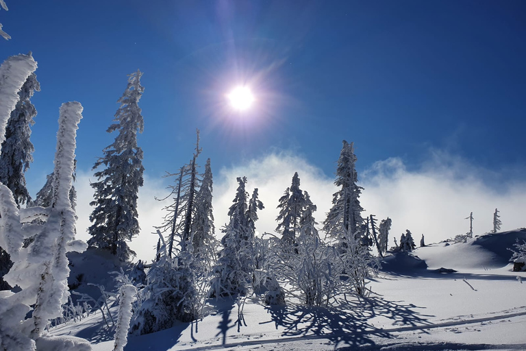 Mount Arber: guidad tur med snöskor i den bayerska skogen