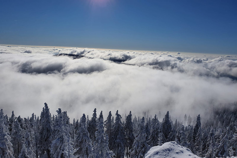 Mount Arber: guidad tur med snöskor i den bayerska skogen