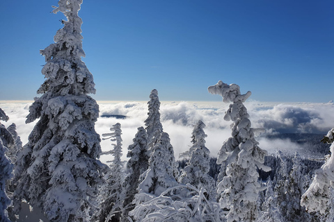 Mount Arber: guidad tur med snöskor i den bayerska skogen