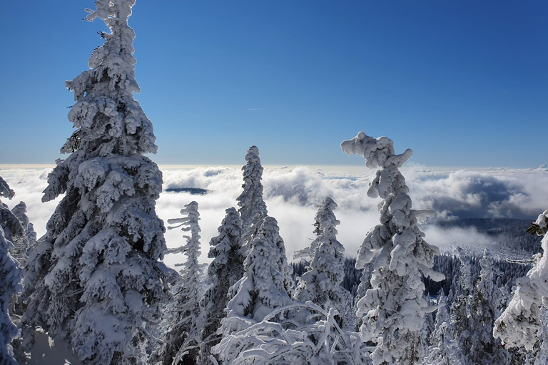 Mount Arber: guidad tur med snöskor i den bayerska skogen