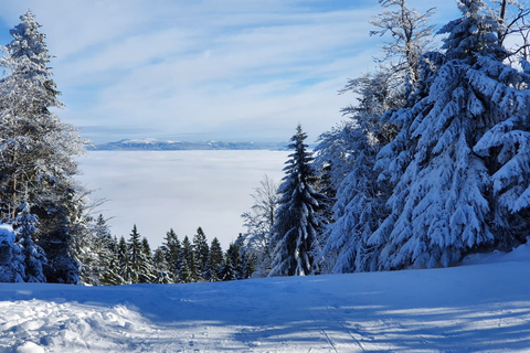 Mount Arber: guidad tur med snöskor i den bayerska skogen