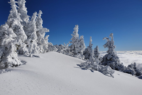 Mount Arber: guidad tur med snöskor i den bayerska skogen