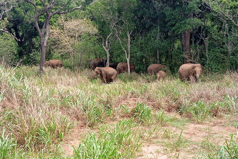 From Sigiriya: Minneriya National Park Half-Day Jeep Safari