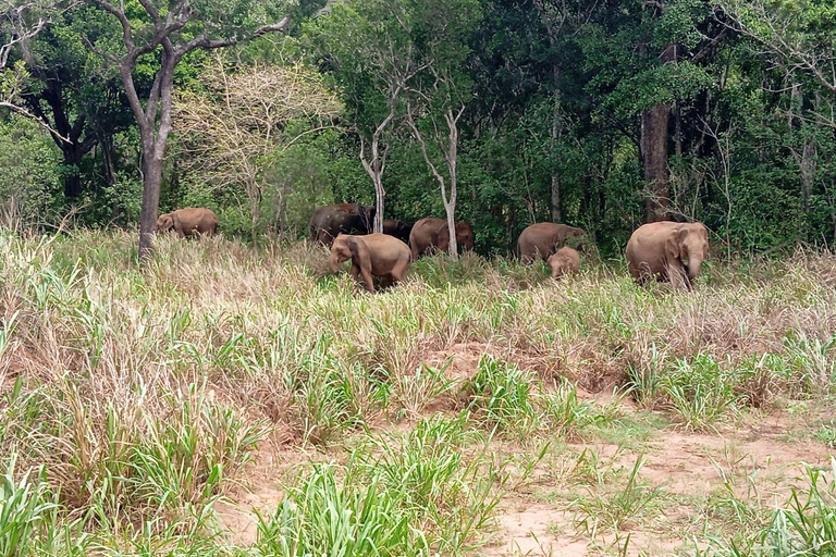 Desde Sigiriya: Safari de medio día en jeep por el Parque Nacional de Minneriya