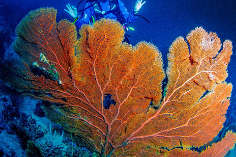 Colombo: Shipwreck Diving Experience within the city