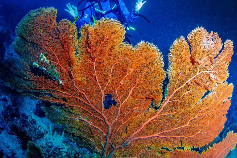 Colombo: Shipwreck Diving Experience within the city