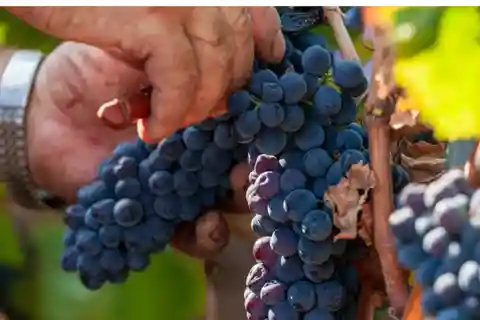 Visite d'un vignoble et dégustation près de Rome