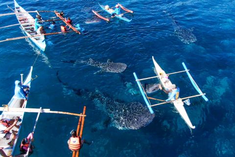 From Cebu City: Scuba Diving with Whale Sharks Trip in Oslob