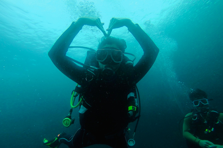 From Cebu City: Scuba Diving Whale Sharks in Oslob