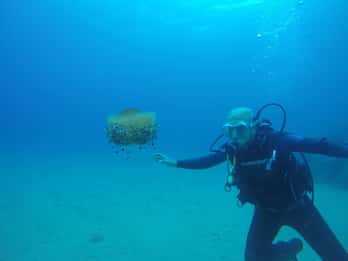 Lloret de Mar: Scuba Diving Experience no License Required