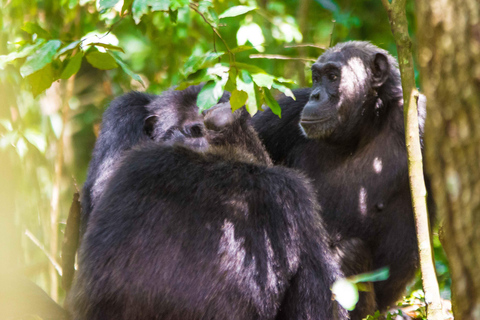 Parc national de Kibale : circuit de 2 jours à la découverte des chimpanzés