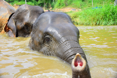 Phuket: Elephant Save & Care-programma Tour met kleine groepen