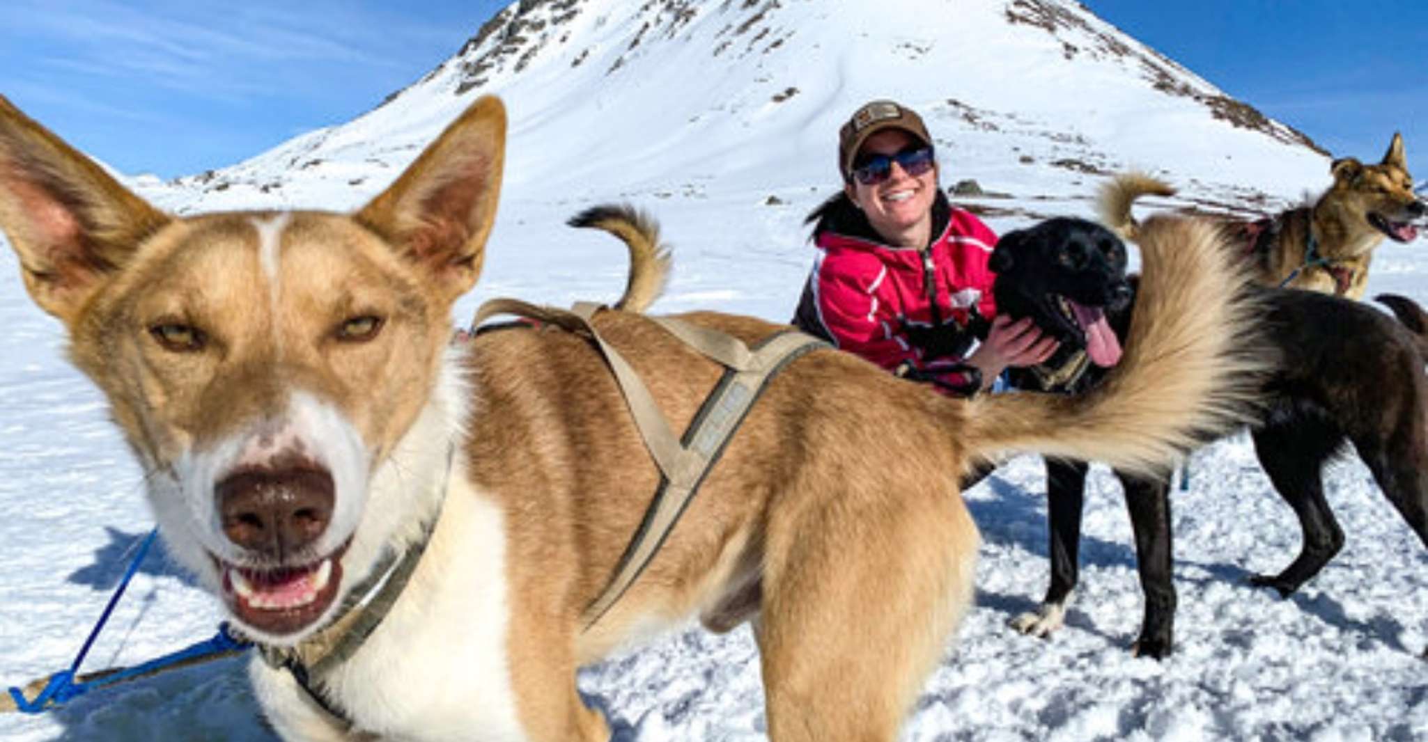 Willow, Traditional Alaskan Dog Sledding Ride - Housity