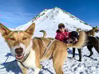 Salice, tradizionale giro in slitta per cani in Alaska - Housity