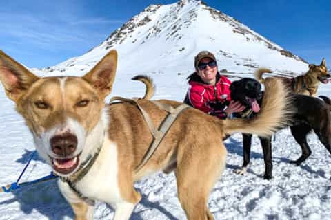 The BEST Talkeetna Dog sledding husky tours 2025 FREE