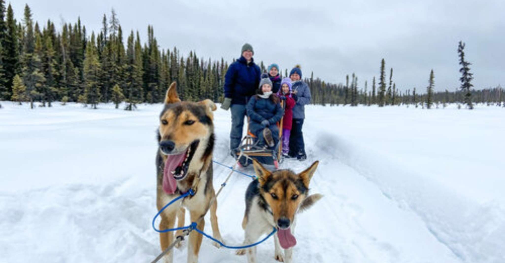 Willow, Traditional Alaskan Dog Sledding Ride - Housity