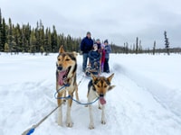 Salice, tradizionale giro in slitta per cani in Alaska - Housity