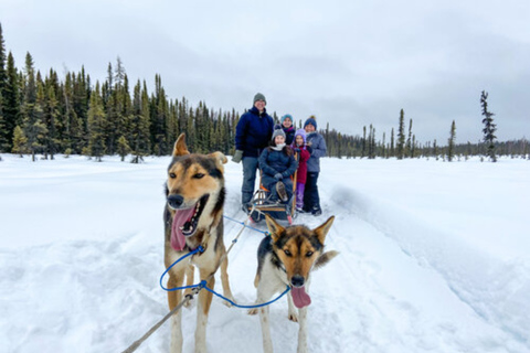 Willow: Traditional Alaskan Dog Sledding Ride