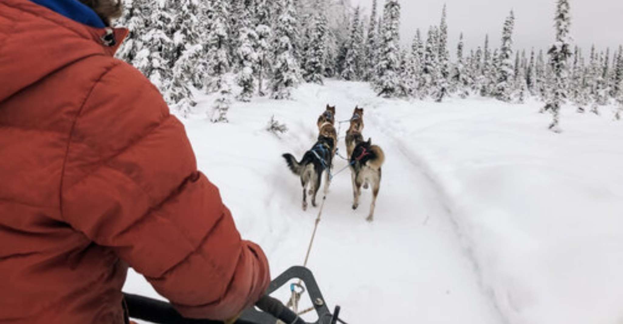 Willow, Traditional Alaskan Dog Sledding Ride - Housity