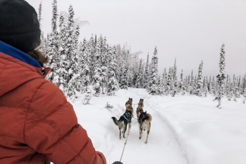 Willow: Traditional Alaskan Dog Sledding Ride