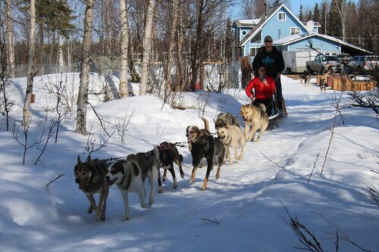 Willow: Traditional Alaskan Dog Sledding Ride