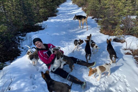 Willow: Traditional Alaskan Dog Sledding Ride