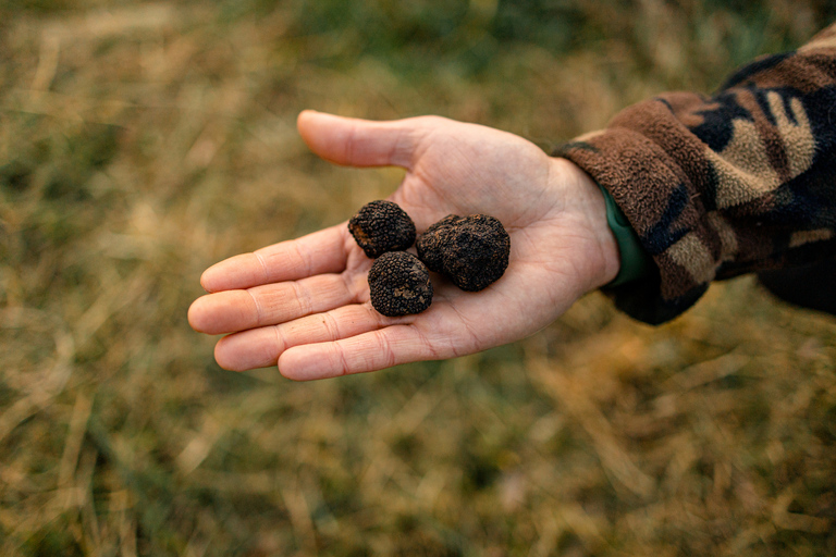 Langhe: Sunset Truffle Hunting with Tasting and Wine