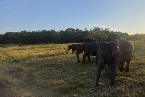 From Dambulla: Minneriya National Park wild Jeep Safari