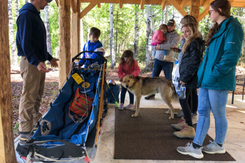 Willow: Summer Dog Sledding Ride in Alaska