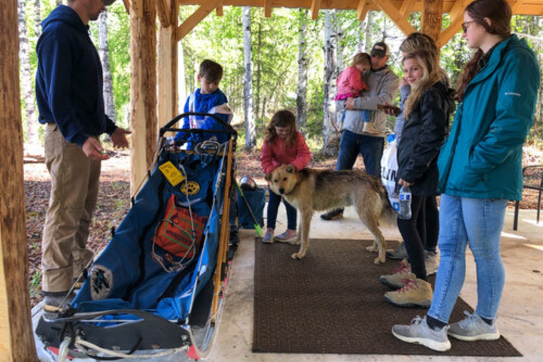 Willow: Summer Dog Sledding Ride in Alaska