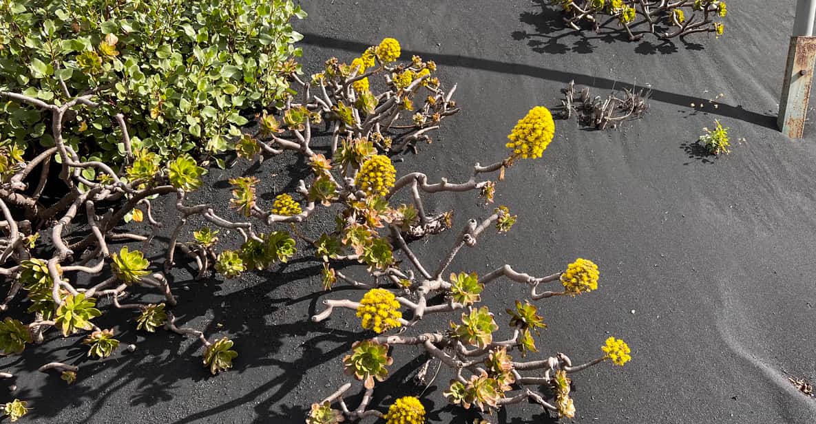 Afbeelding 7 van Vanaf Tenerife: dagtrip naar de vulkanische landschappen van La Palma