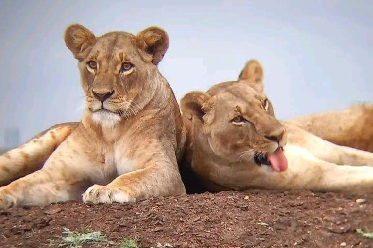 Nairobi: Half Day guided tour to Nairobi National Park