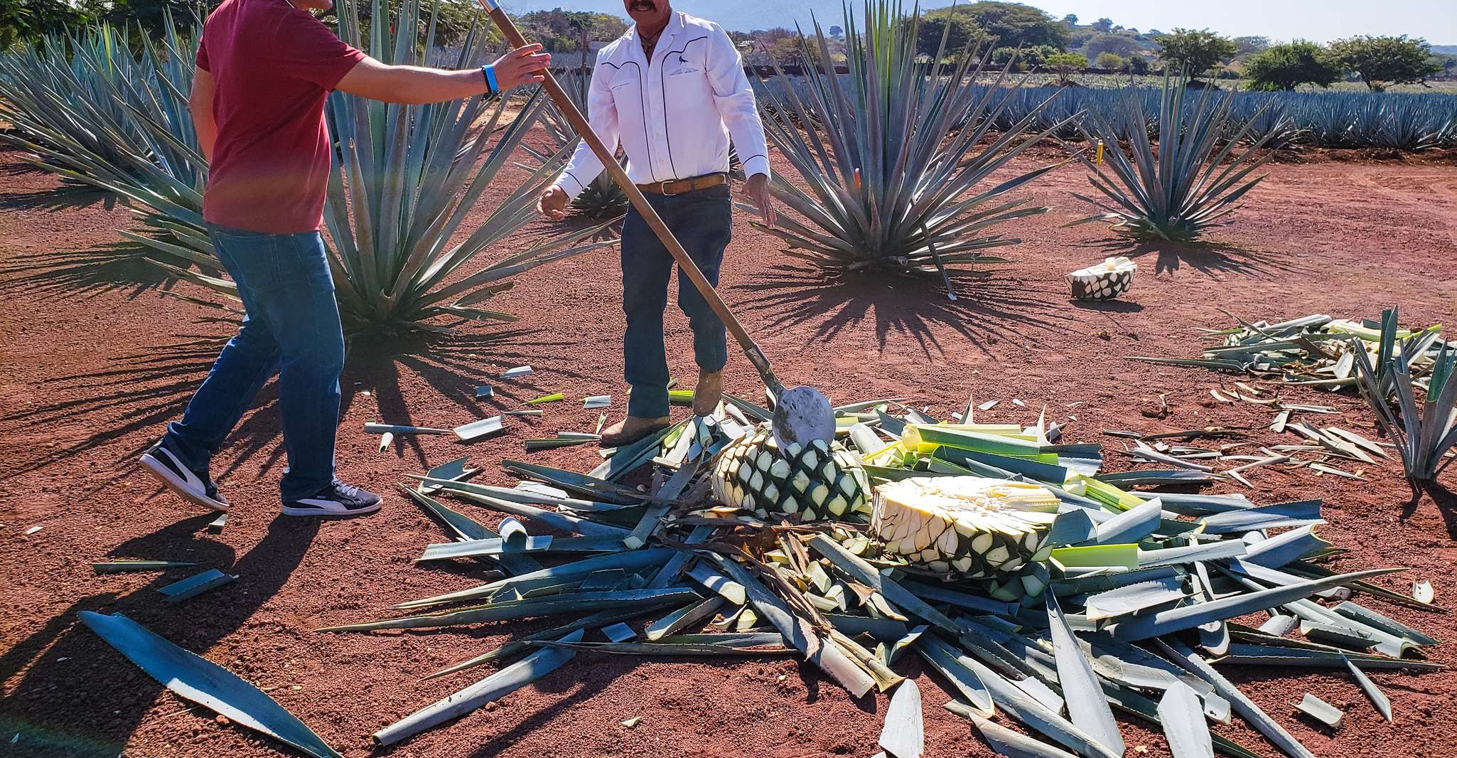 From Guadalajara, Town of Tequila & Jose Cuervo Factory Tour - Hizvo