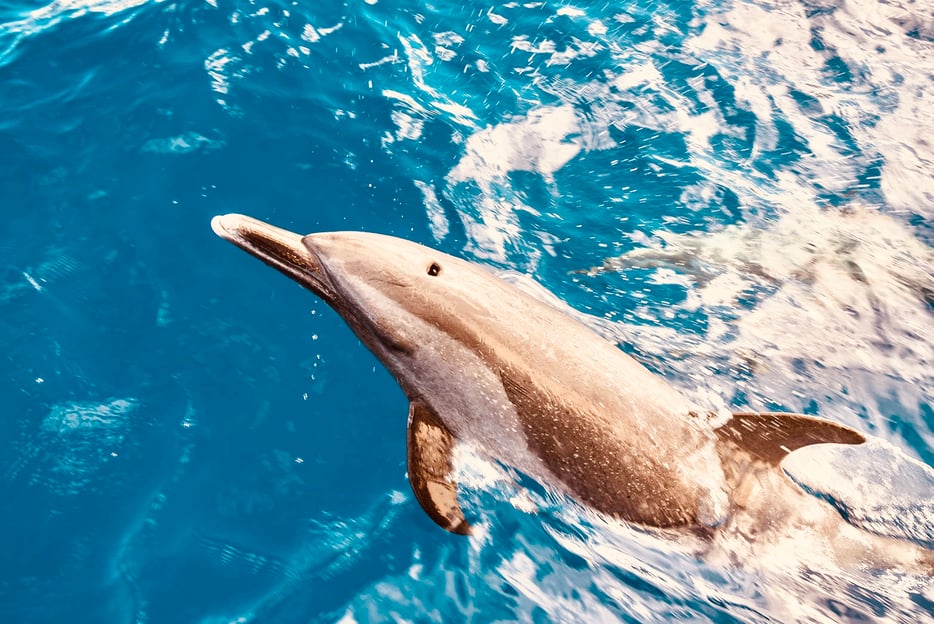 Ouest d&#039;O&#039;ahu : Croisière en catamaran pour observer les dauphins et faire du snorkeling