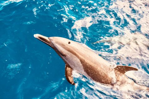 West O'ahu: Dolphin Watching and Snorkeling Catamaran Cruise