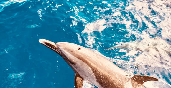 West O&#39;ahu: Dolphin Watching and Snorkeling Catamaran Cruise
