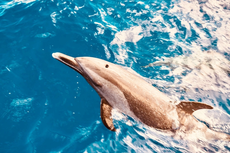 West O'ahu: dolfijnen kijken en snorkelen catamarancruise