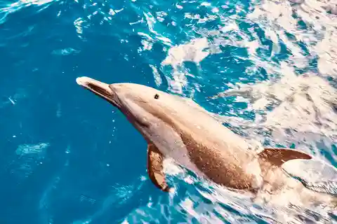 West O'ahu: Dolphin Watching and Snorkeling Catamaran Cruise