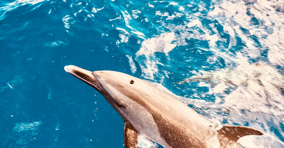 Ouest d O ahu Croisière en catamaran pour observer les dauphins et