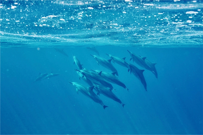 West O'ahu: crucero en catamarán para avistamiento de delfines y esnórquel