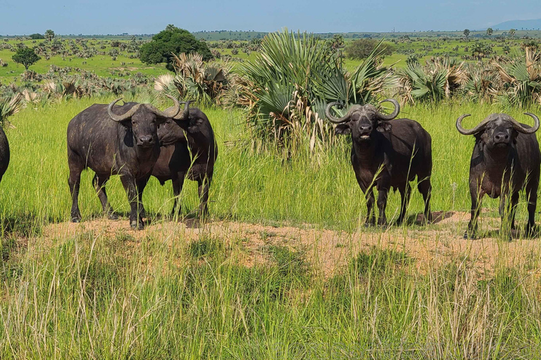 Murchison Falls Wildlife Safari 3 Days (Comfort Plus)