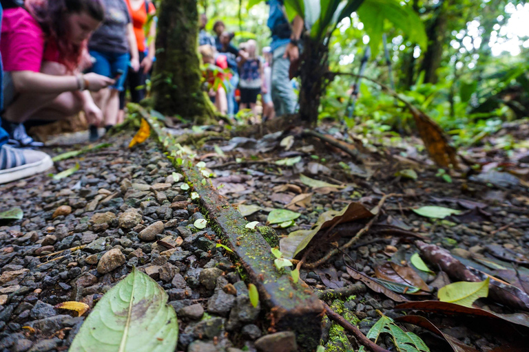 From San José: Carara National Park and Tárcoles River Tour Group Tour with Boat Ride