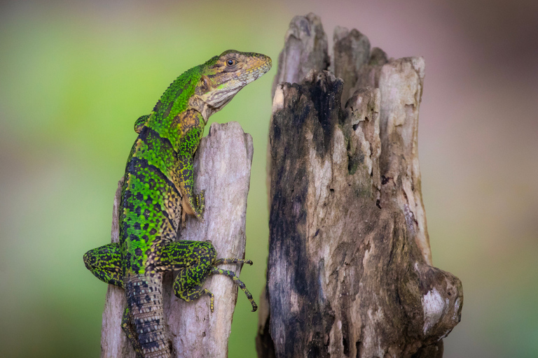 From San José: Carara National Park and Tárcoles River Tour Group Tour with Boat Ride