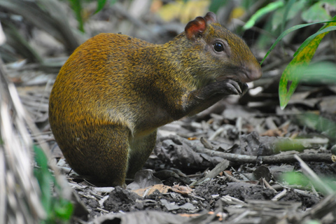 From San José: Carara National Park and Tárcoles River Tour Group Tour with Boat Ride