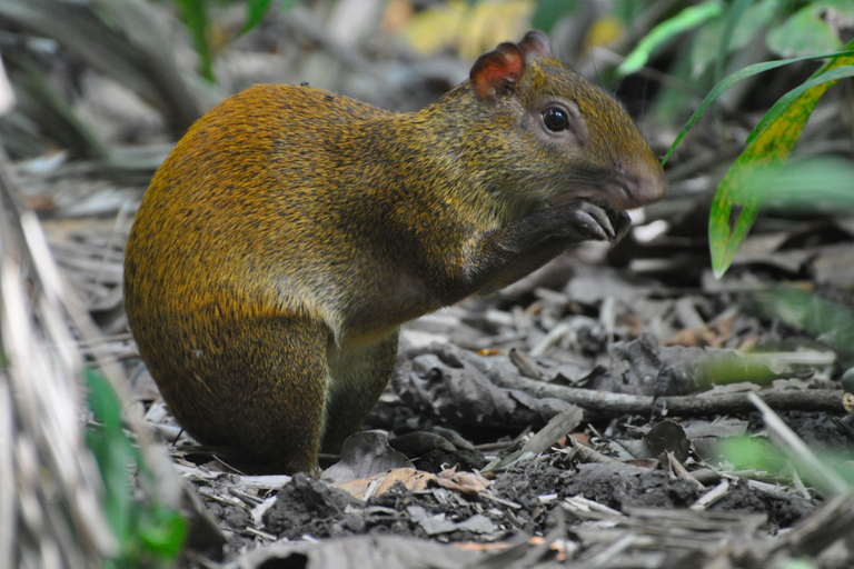 Desde San José: Parque Nacional de Carara y Excursión al Río TárcolesTour en grupo con paseo en barco