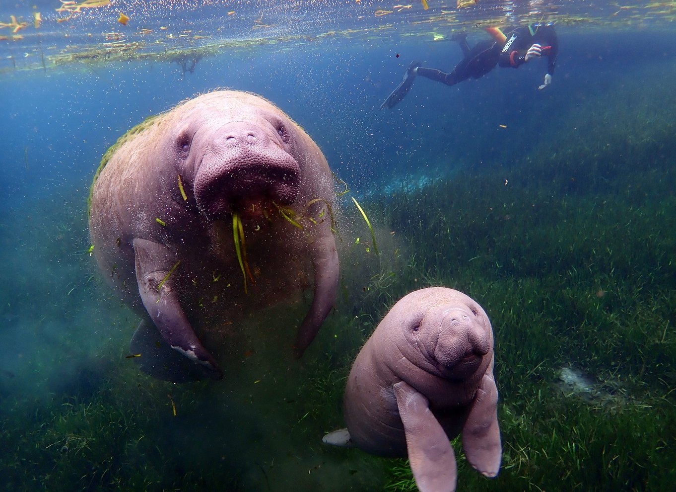 Crystal River: VIP-svømning med søkøer og fotograf i vandet